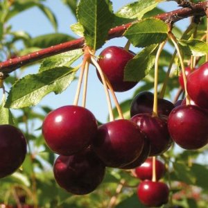 Višňa (Prunus cerasus) ´NEFRIS´ - neskorá, výška 170-190 cm, kont. C5L